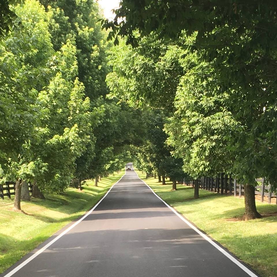 Tree Lined Road